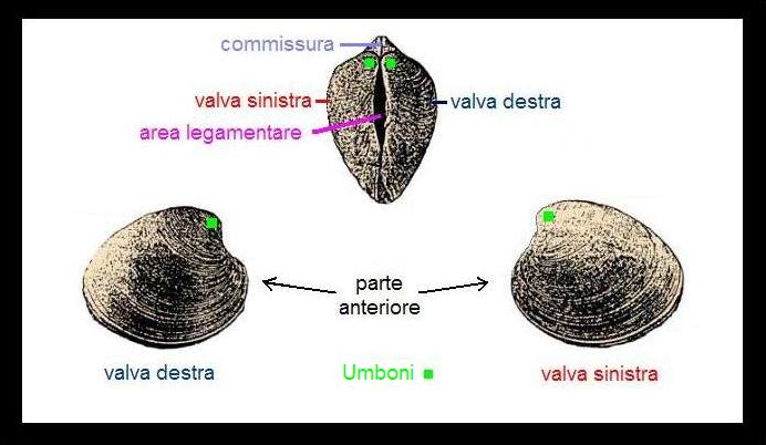 Come orientare un bivalve: valva destra e valva sinistra